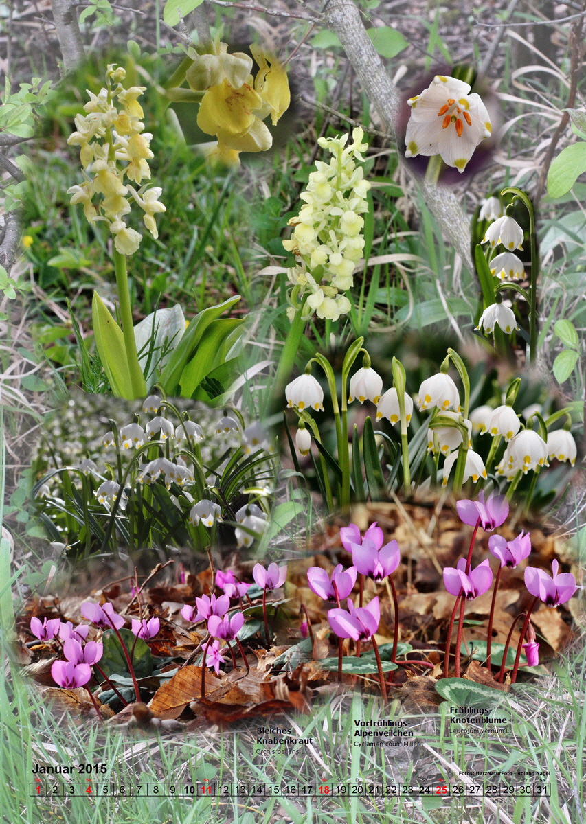 fix01_Bildgr--e--ndern