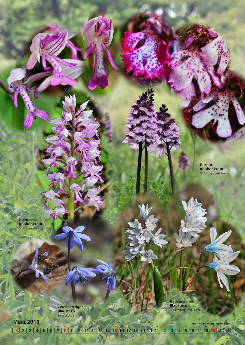 fix03_Bildgr--e--ndern