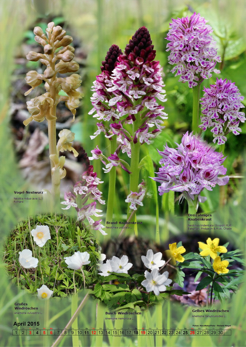 fix04_Bildgr--e--ndern