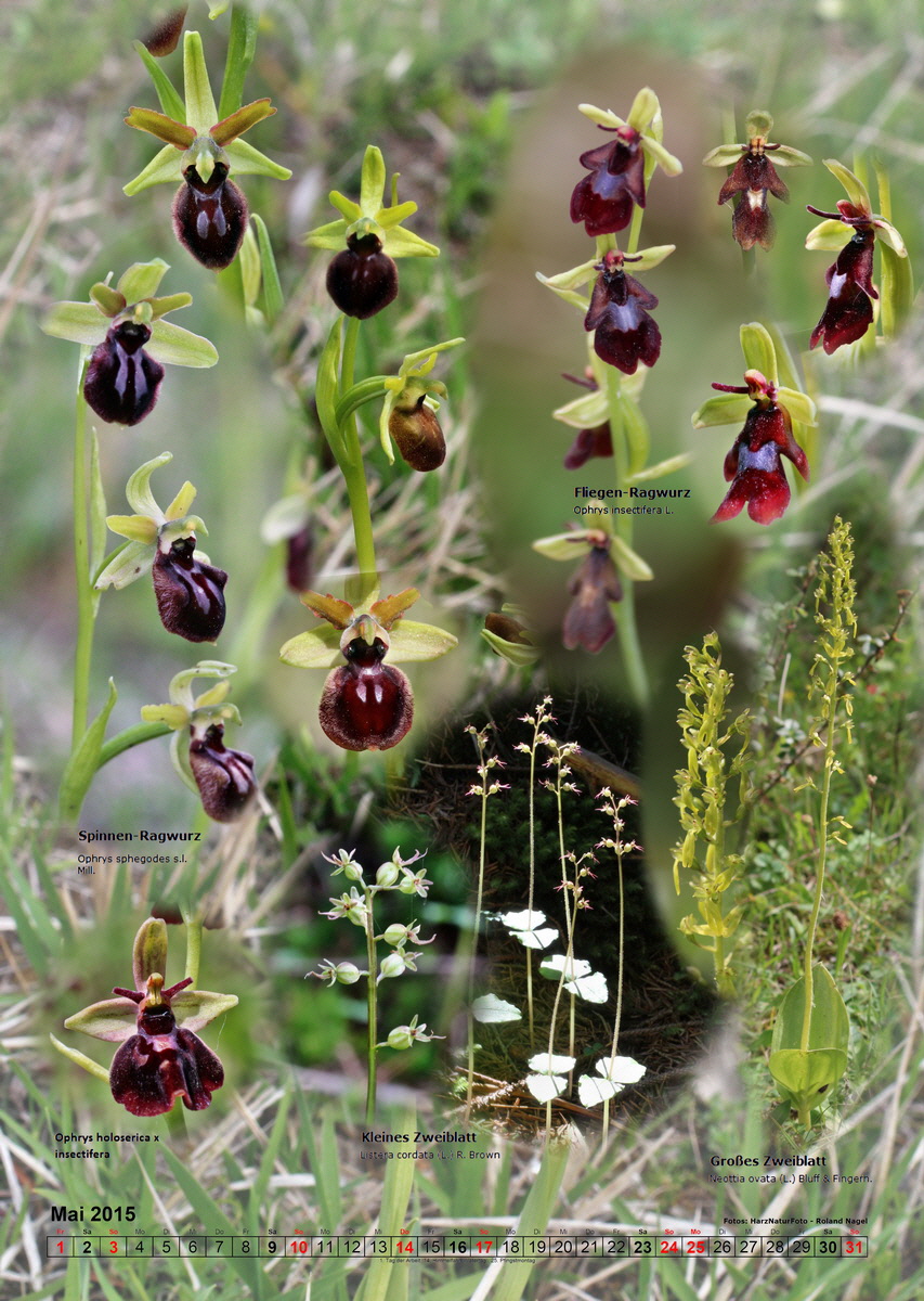 fix05_Bildgr--e--ndern