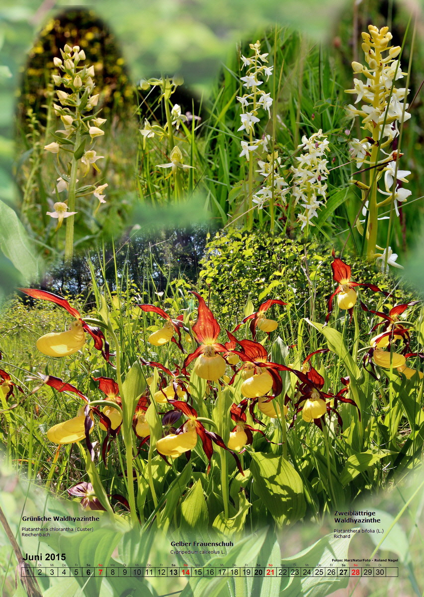 fix06_Bildgr--e--ndern