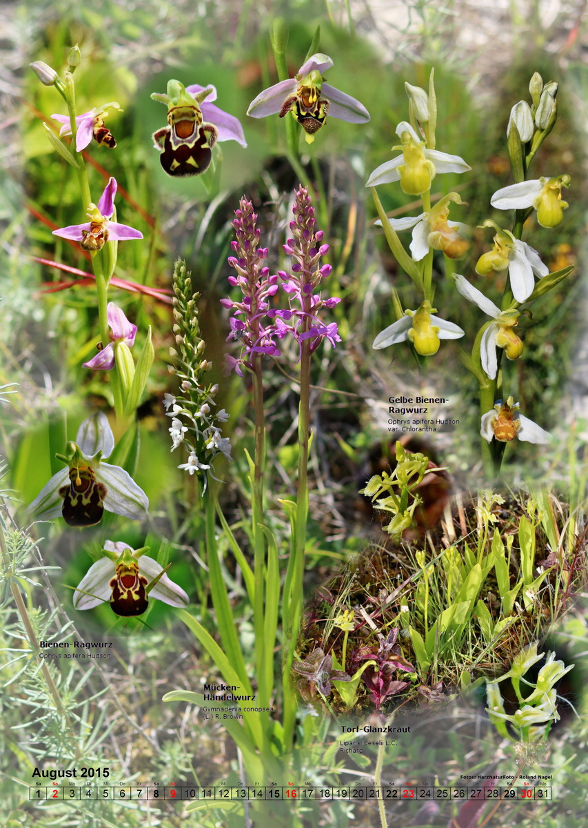 fix08_Bildgr--e--ndern