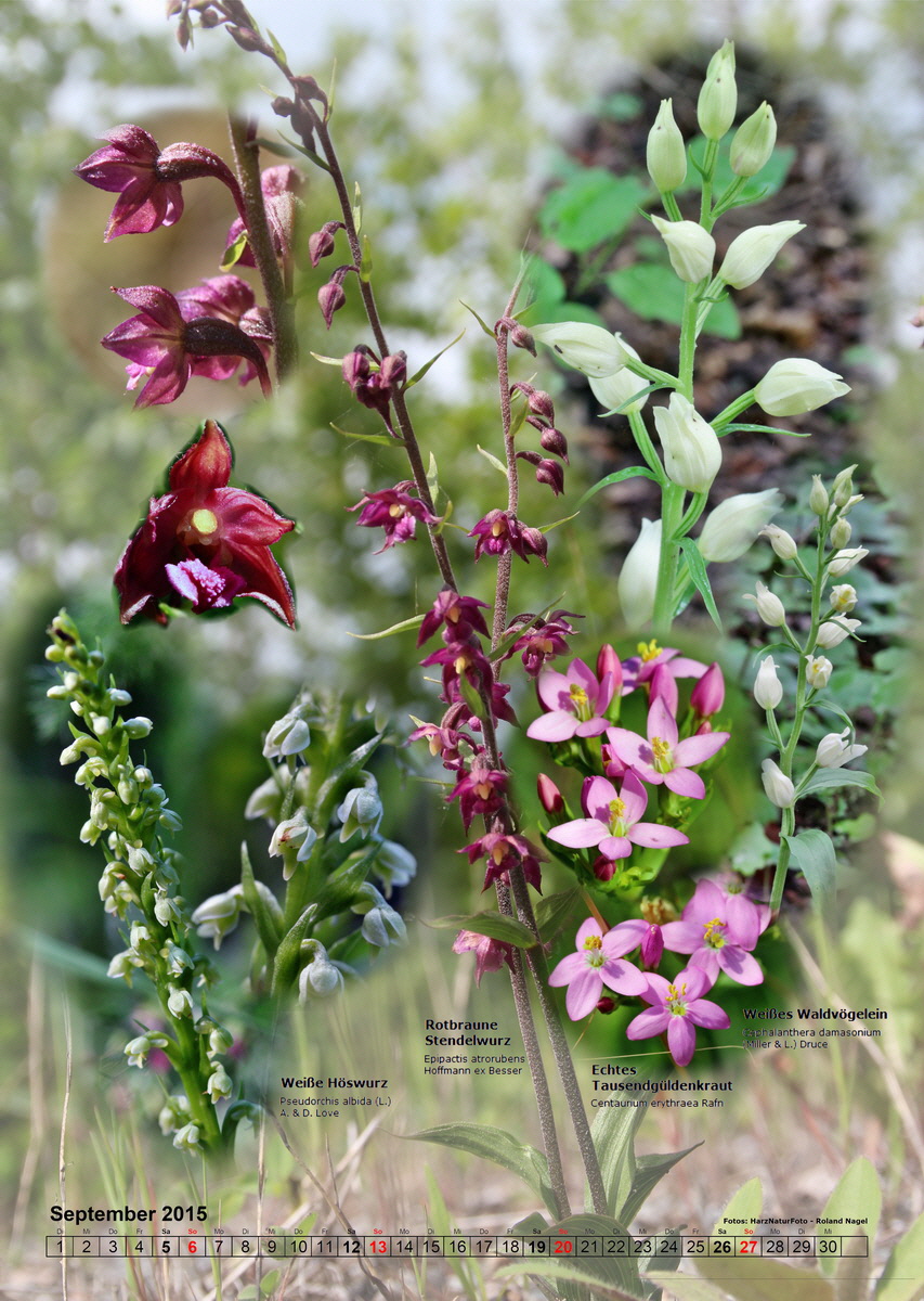 fix09_Bildgr--e--ndern