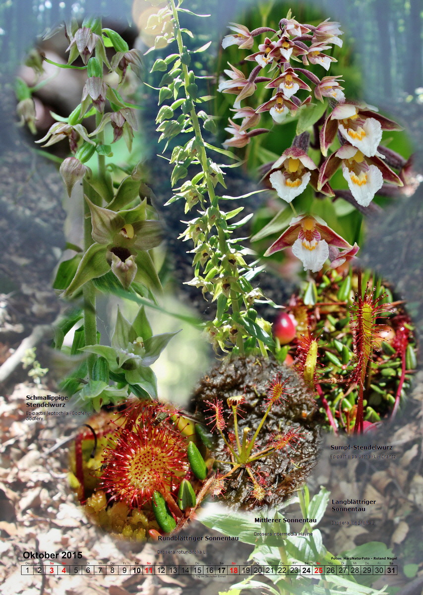 fix10_Bildgr--e--ndern