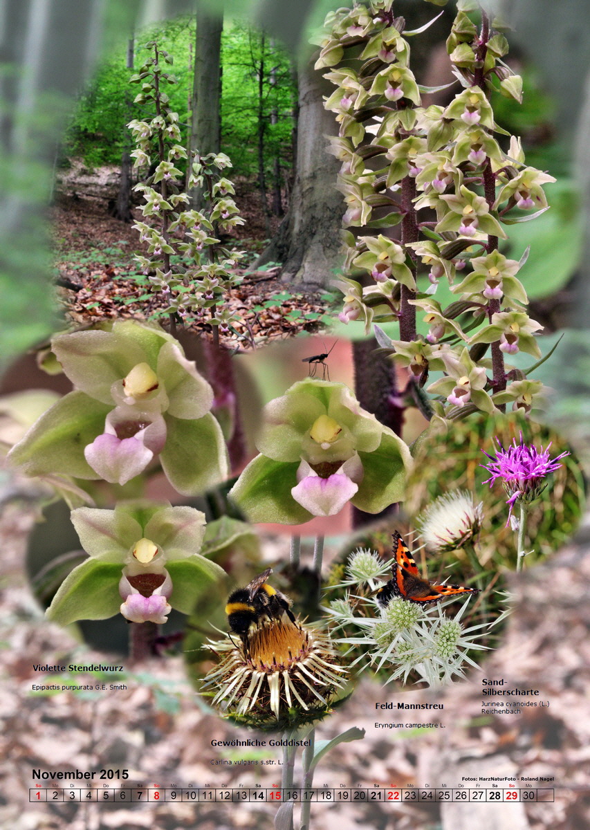 fix11_Bildgr--e--ndern