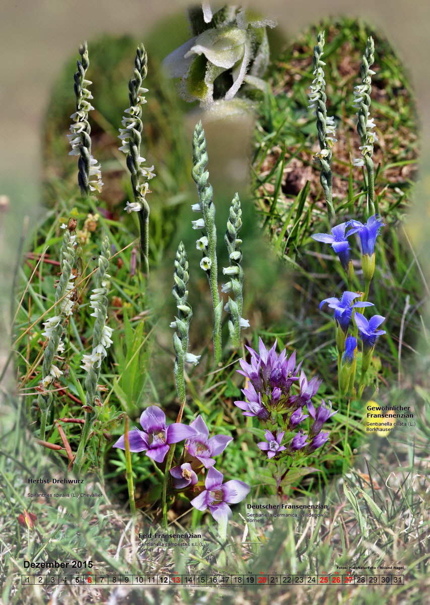 fix12_Bildgr--e--ndern