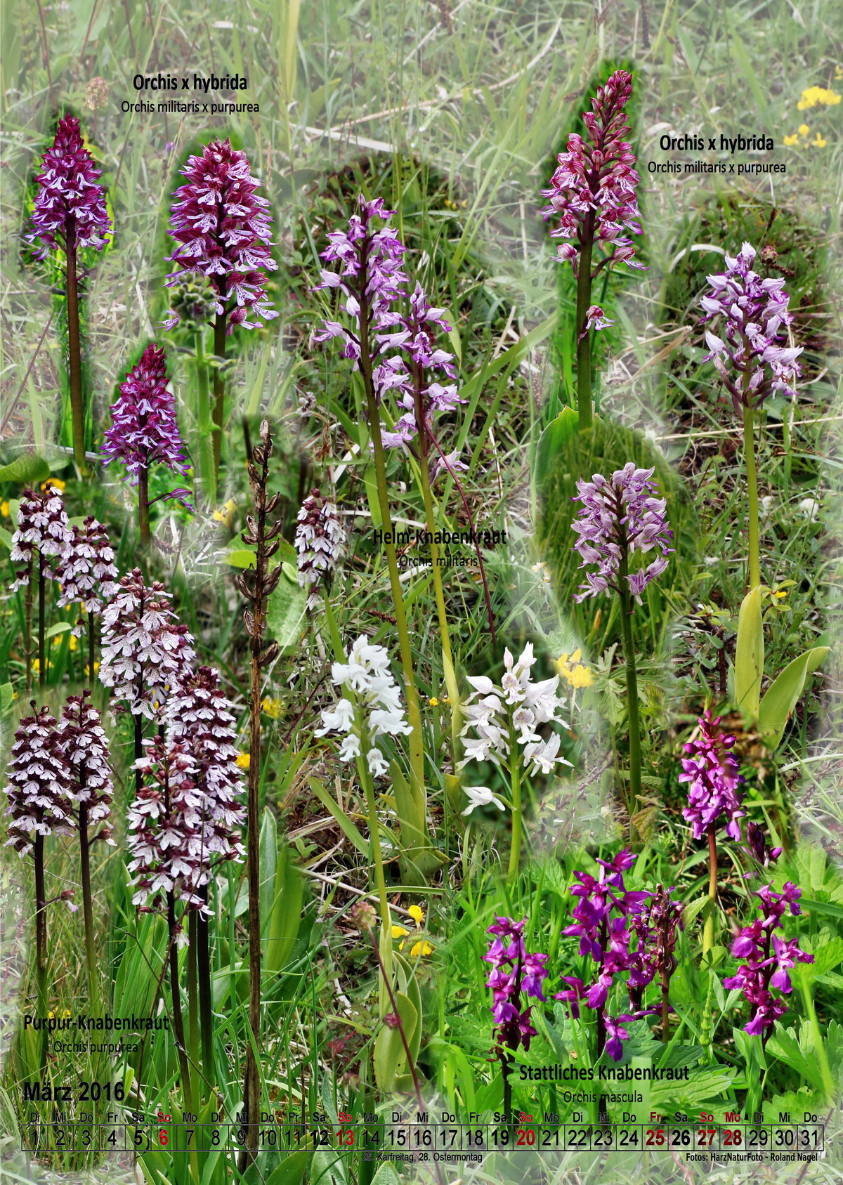 2016-03_Bildgr--e--ndern