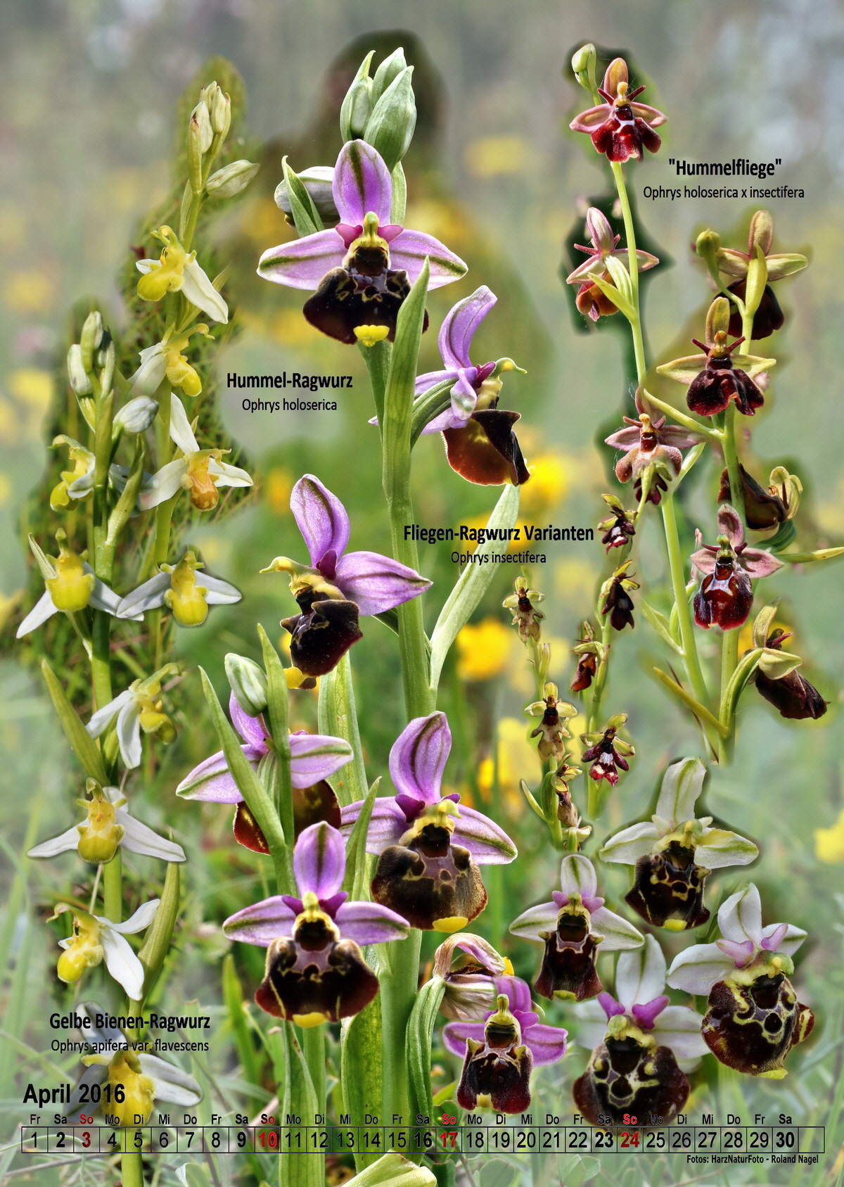 2016-04_Bildgr--e--ndern