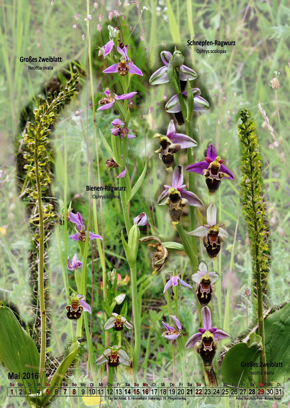 2016-05_Bildgr--e--ndern