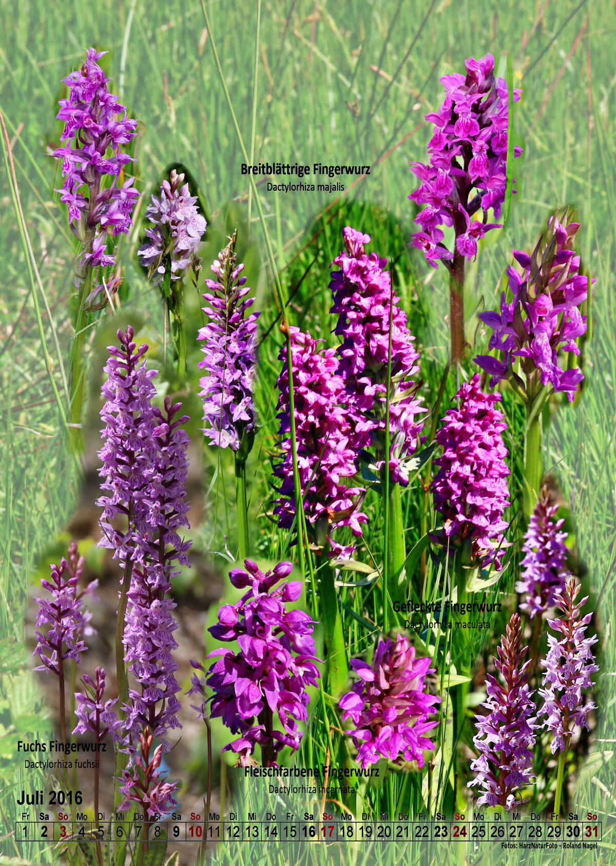 2016-07_Bildgr--e--ndern