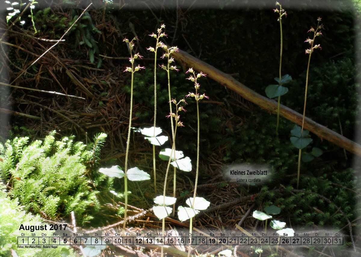 a08_Bildgr��e �ndern