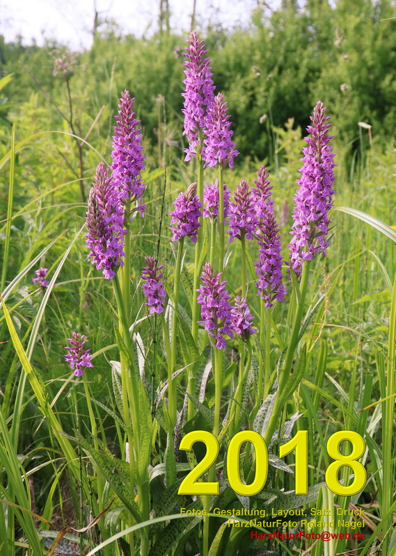 vorlage00-9_Bildgr��e �ndern