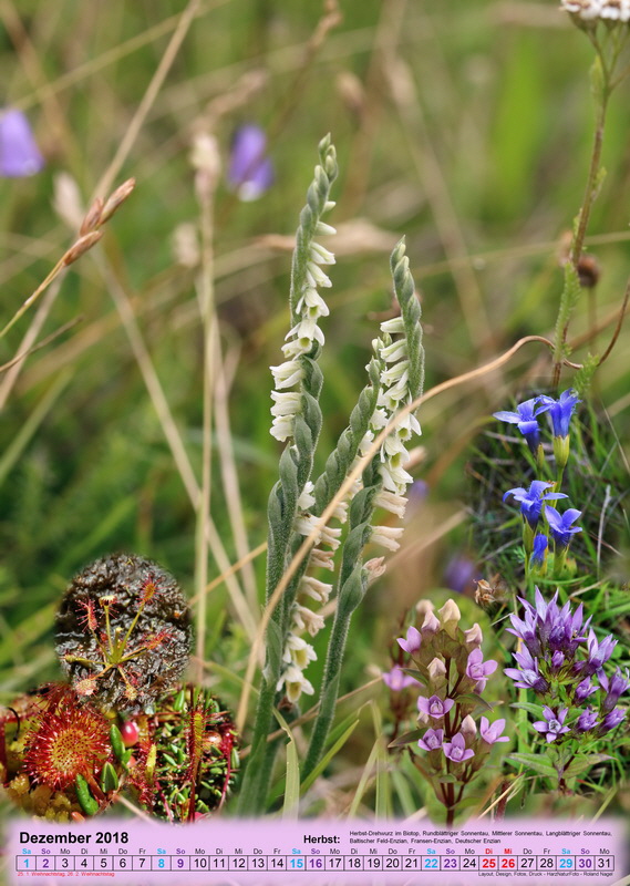 vorlage12-9_Bildgr��e �ndern